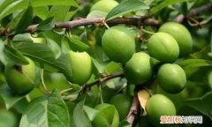 望梅止渴的神奇功效