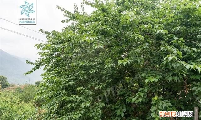 望梅止渴的神奇功效