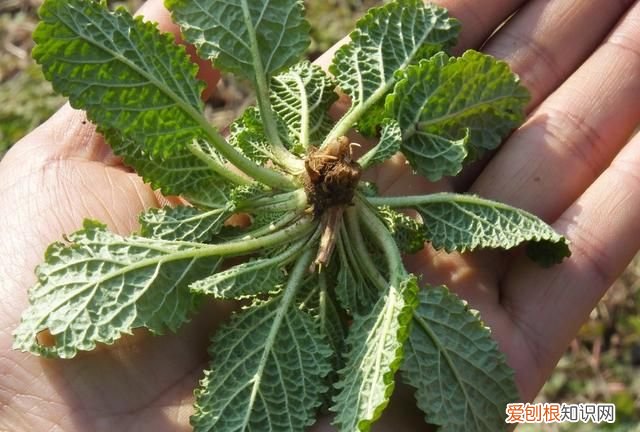 这种野菜被称为“癞蛤蟆草”功效很多，但是这种人要避免服用