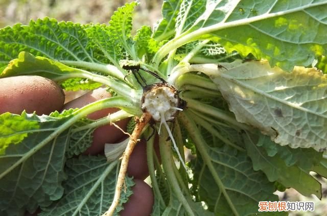 这种野菜被称为“癞蛤蟆草”功效很多，但是这种人要避免服用