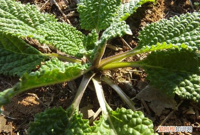 这种野菜被称为“癞蛤蟆草”功效很多，但是这种人要避免服用