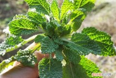这种野菜被称为“癞蛤蟆草”功效很多，但是这种人要避免服用
