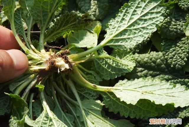 这种野菜被称为“癞蛤蟆草”功效很多，但是这种人要避免服用