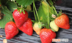 草莓间隔多少厘米，草莓间距多少厘米种一棵