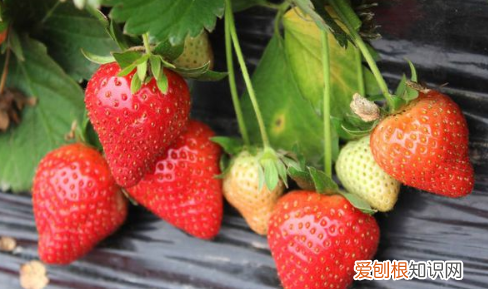 草莓间隔多少厘米，草莓间距多少厘米种一棵