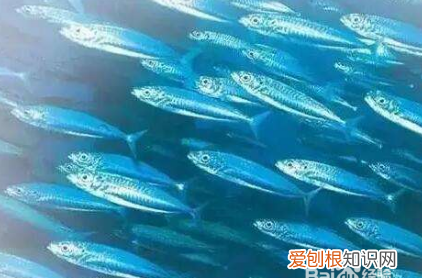 鱼油怎么弄不腥，鱼油腥味怎么去除小妙招