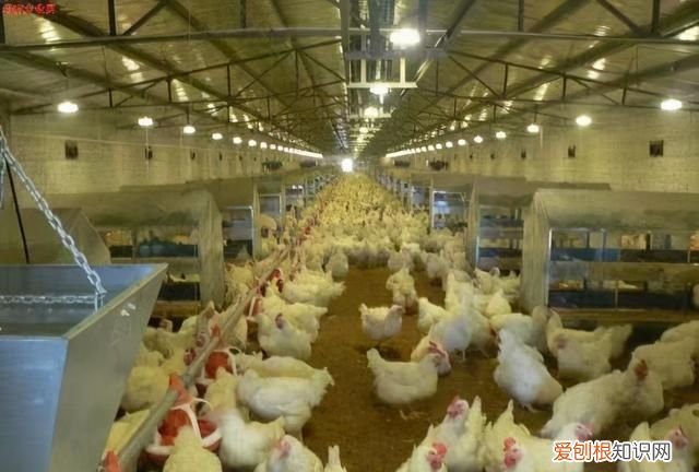 水产用福尔马林消毒后如何解毒,福尔马林可以用于水产品的保鲜吗