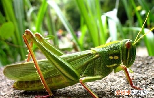 蚂蚱和蝗虫有什么区别,蚂蚱和蝗虫有啥区别