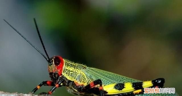 蚂蚱和蝗虫有什么区别,蚂蚱和蝗虫有啥区别