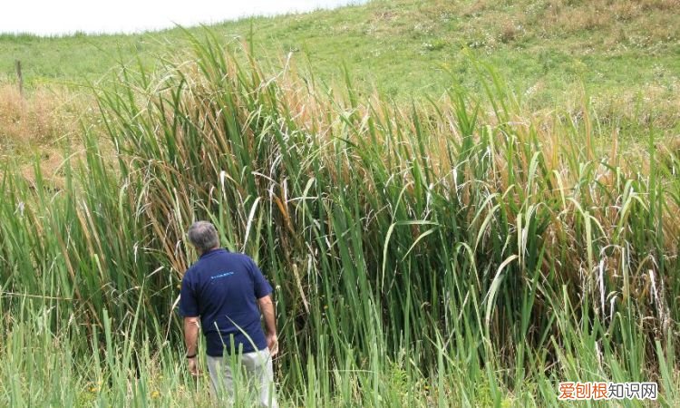 不生茭白是什么原因,菰米和茭白是什么关系