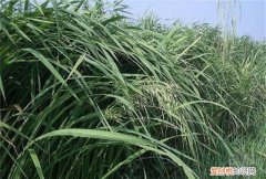 不生茭白是什么原因,菰米和茭白是什么关系