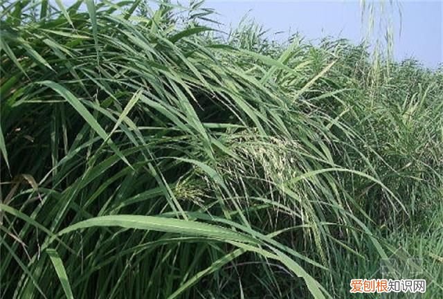 不生茭白是什么原因,菰米和茭白是什么关系