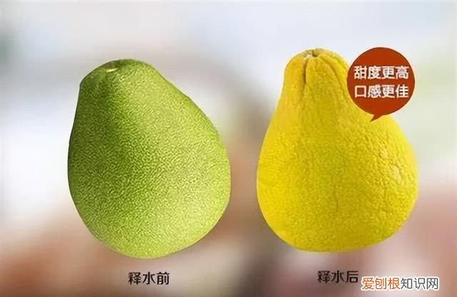 柚子退水是什么意思,柚子缺水是什么意思