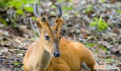到南方的动物有哪些，冬天飞到南方的动物有哪些