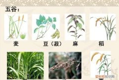 菽怎么读，六谷稻、黍、稷、梁、麦、菽拼音怎么读？