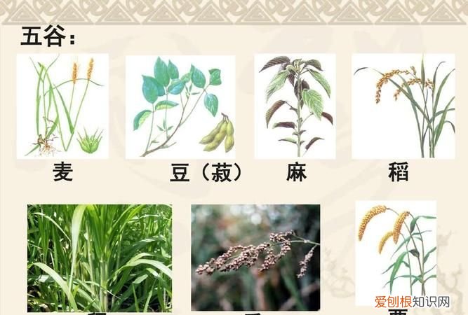 菽怎么读,六谷稻、黍、稷、梁、麦、菽拼音怎么读?
