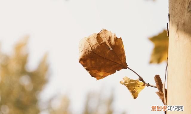 冬天瘦身最快最省钱的方法,冬天瘦身最快的方法