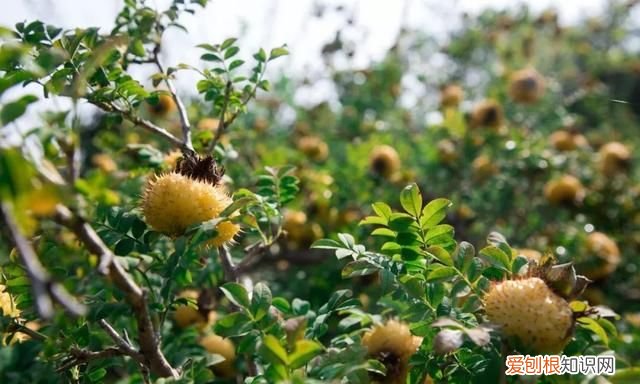 七星关特有水果,明月山特色水果