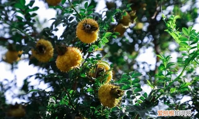 七星关特有水果,明月山特色水果