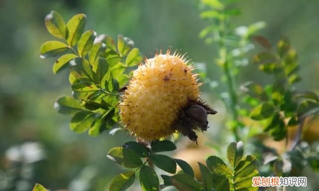 七星关特有水果,明月山特色水果