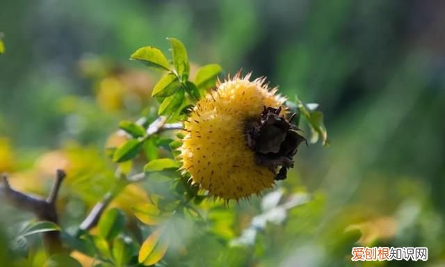 七星关特有水果,明月山特色水果