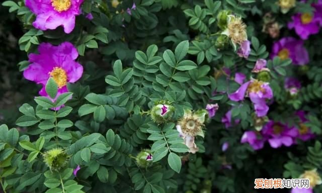 七星关特有水果,明月山特色水果