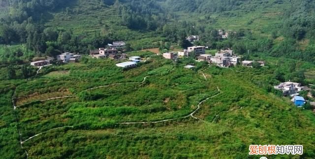 七星关特有水果,明月山特色水果