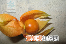 灯笼果能吃吗 灯笼果的特点