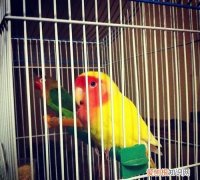 鹦鹉来过吴江水下一句，黄鹤楼一语双关的句子？