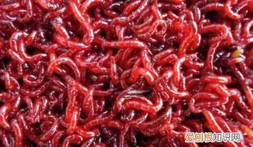 红虫如何保存一个月