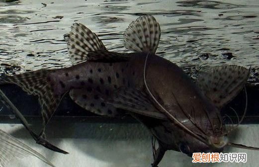 反游猫在鱼缸里的作用,招财猫鱼上下乱窜怎么处理