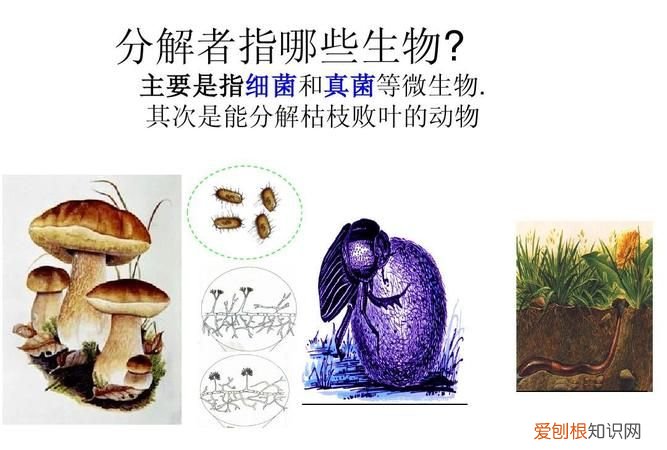 分解者有哪些生物