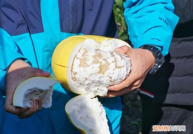 海南柚子和福建柚子哪个好吃,台州玉环文旦柚子