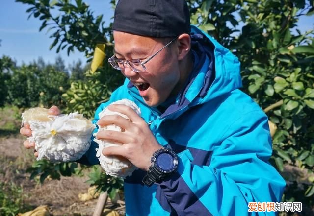 海南柚子和福建柚子哪个好吃,台州玉环文旦柚子