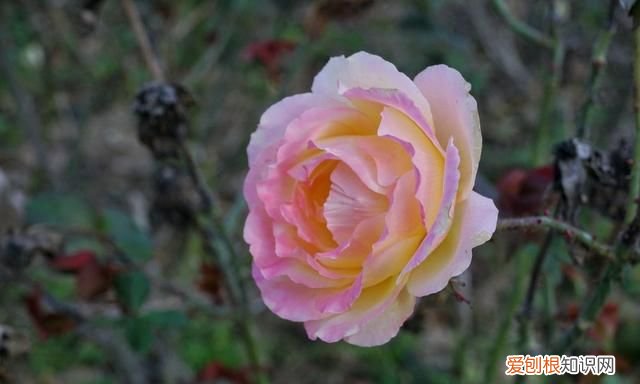 海南柚子和福建柚子哪个好吃,台州玉环文旦柚子