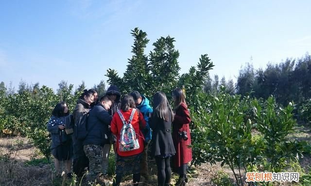 海南柚子和福建柚子哪个好吃,台州玉环文旦柚子
