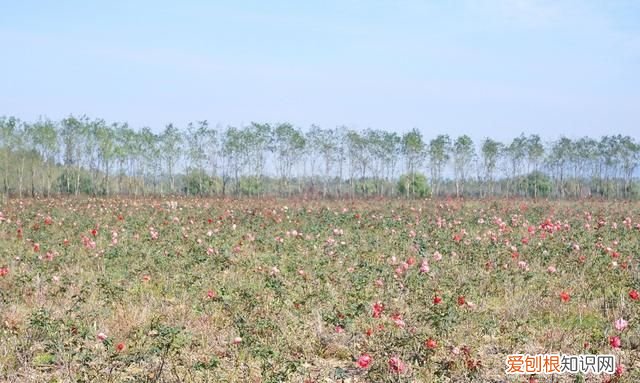 海南柚子和福建柚子哪个好吃,台州玉环文旦柚子