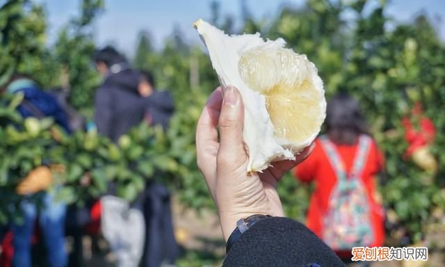 海南柚子和福建柚子哪个好吃,台州玉环文旦柚子