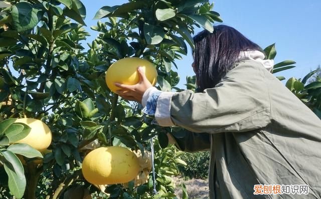 海南柚子和福建柚子哪个好吃,台州玉环文旦柚子
