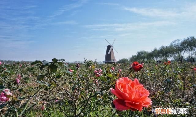 海南柚子和福建柚子哪个好吃,台州玉环文旦柚子