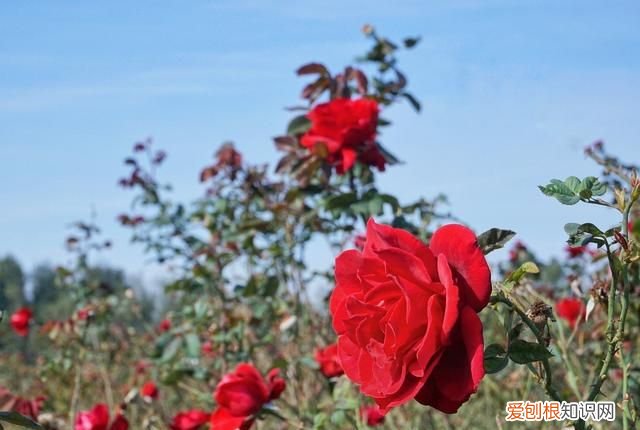海南柚子和福建柚子哪个好吃,台州玉环文旦柚子