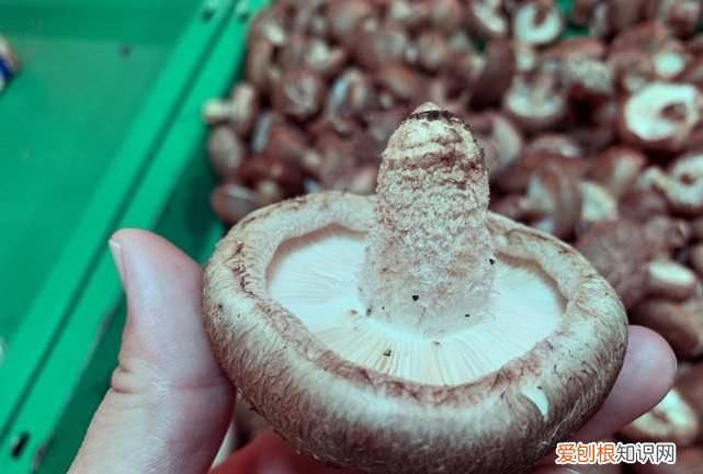 香菇变质是什么样子,香菇坏了是什么样子的