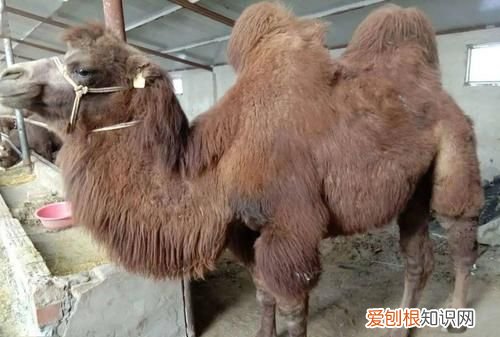 一头骆驼重420什么单位，一头骆驼约重420什么？