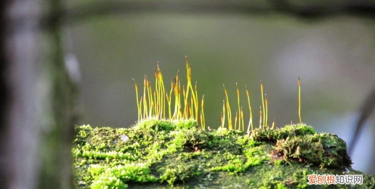 复照青苔上的上一句，返景入深林，复照青苔上。全诗诗句？