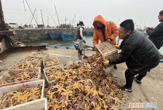 为什么海星很少人吃，为什么海星不能吃