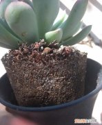 粉介壳虫怎样彻底消灭，土壤里的蚧壳虫怎样彻底消灭