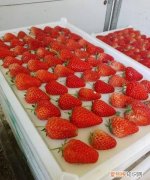 草莓储存温度是多少，草莓保存温度多少合适