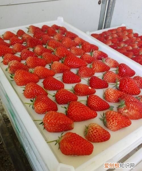 草莓储存温度是多少，草莓保存温度多少合适