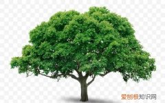 大树的由来，花辞树的由来及含义