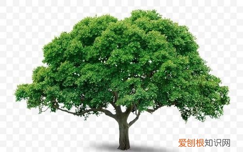 大树的由来,花辞树的由来及含义